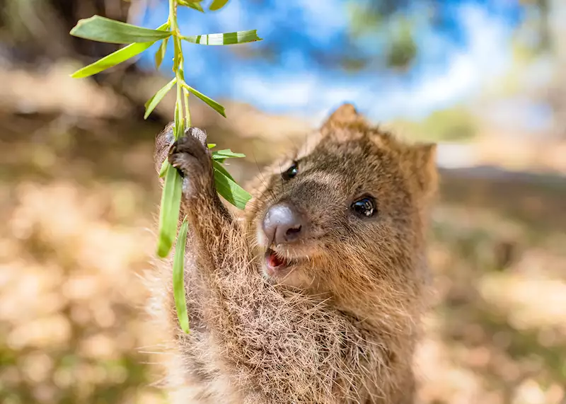 A is for Australian Animals