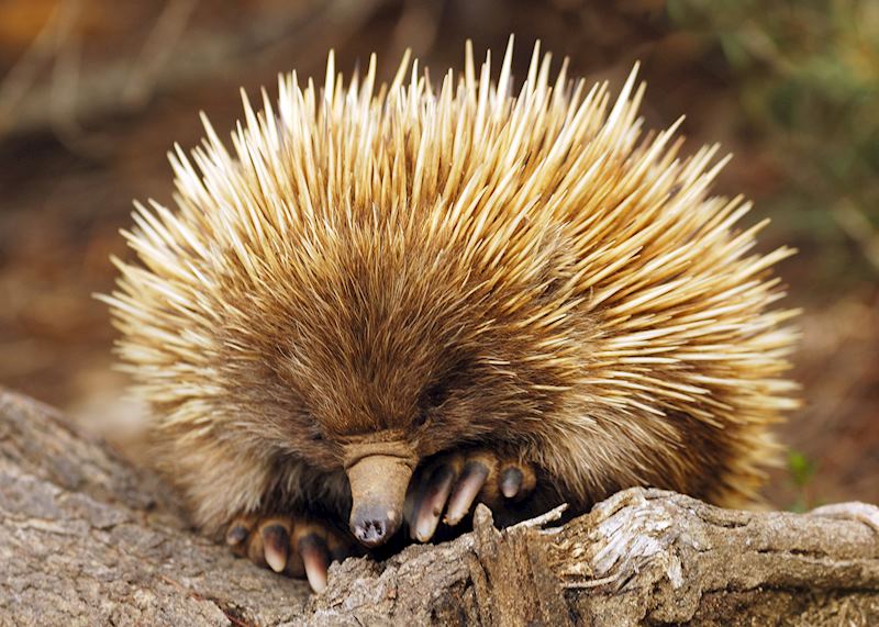 Echidna, Kangaroo Island