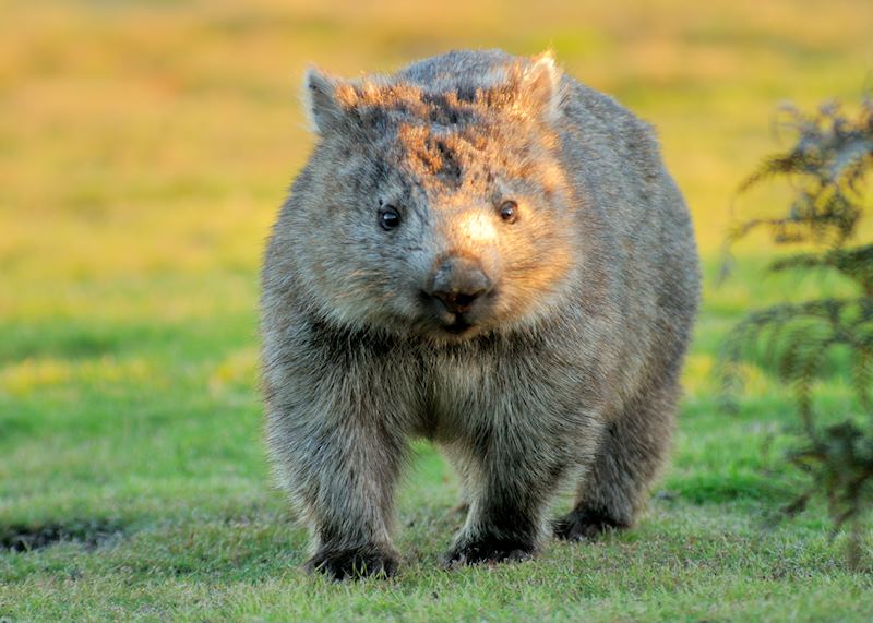Wombat, Tasmania