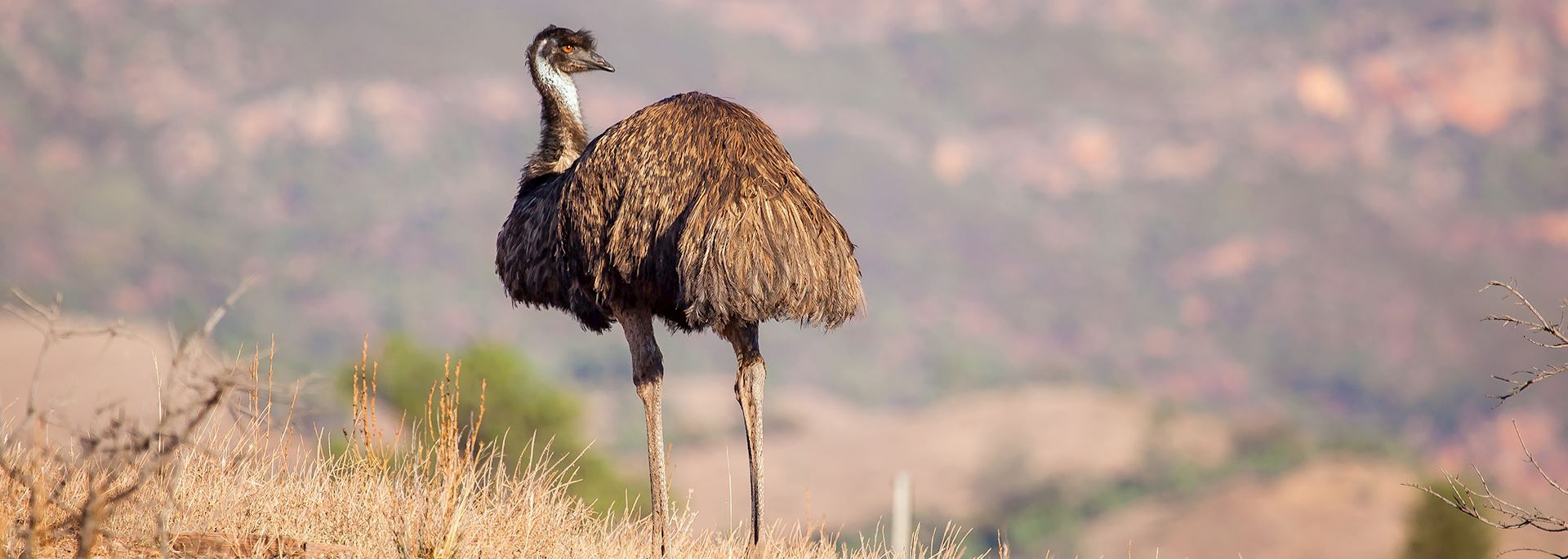 Emu in Flinders Ranges, South Australia