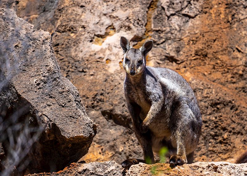 Black-flanked rock-wallaby, Cape Range National Park
