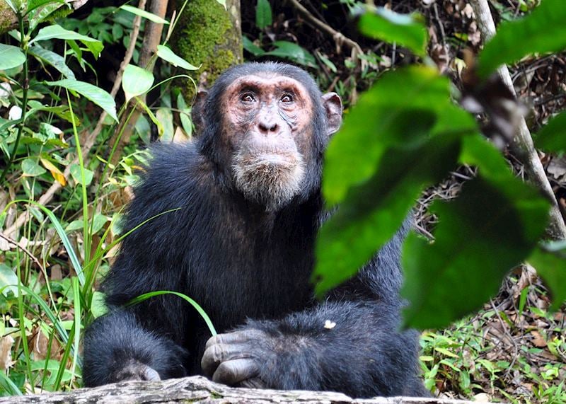 Chimpanzee, Mahale Mountains National Park