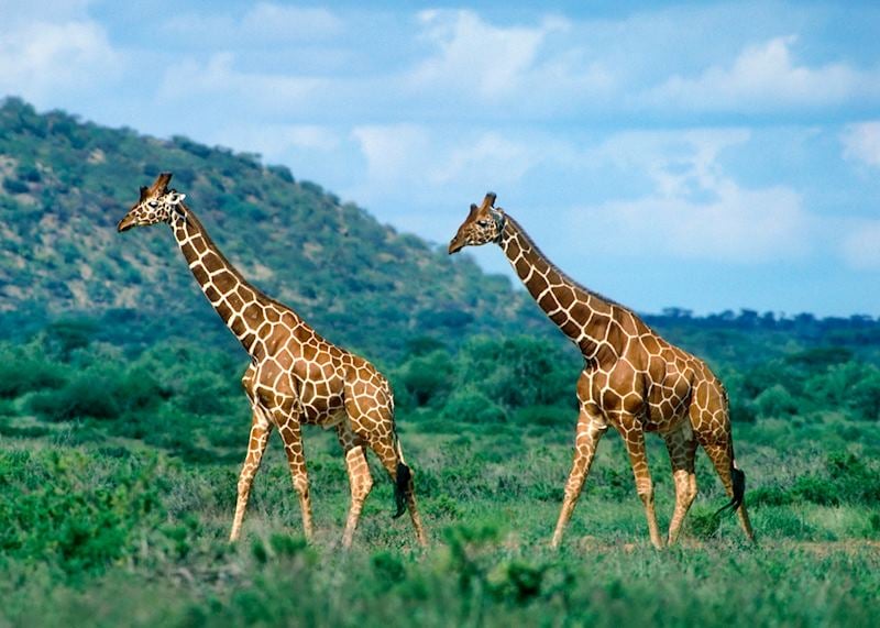 Reticulated giraffe, Samburu National Reserve