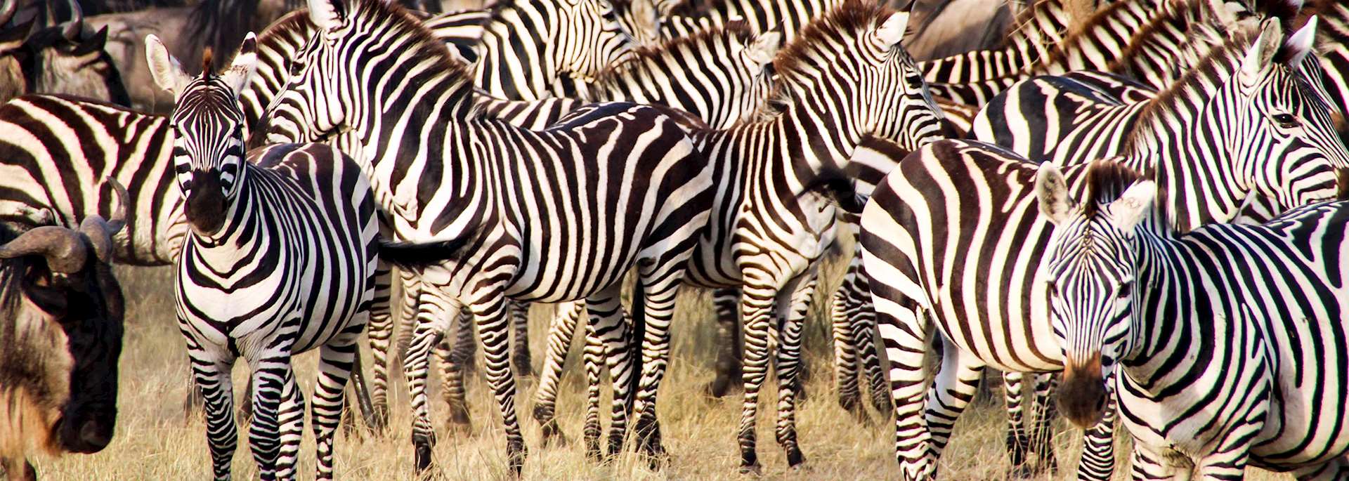 Serengeti National Park, Tanzania