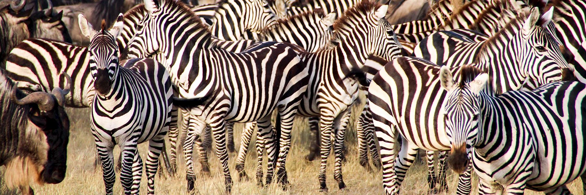 Serengeti National Park, Tanzania