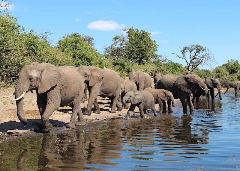Elephant, Chobe National Park
