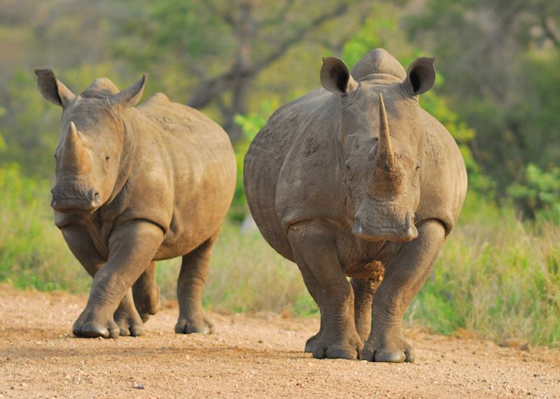 White rhino, Kruger National Park
