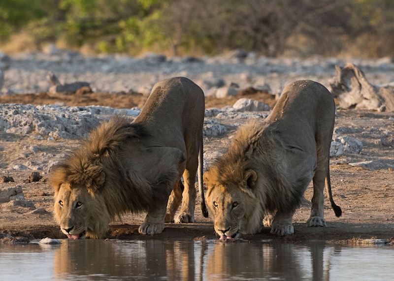 Lion, Etosha National Park