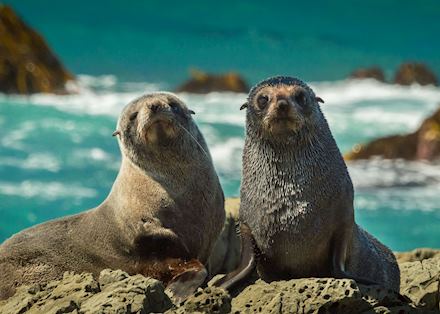 Fur seals, New Zealand Fur seals, New Zealand