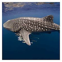 Whale shark