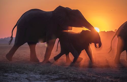 Chobe National Park, Botswana