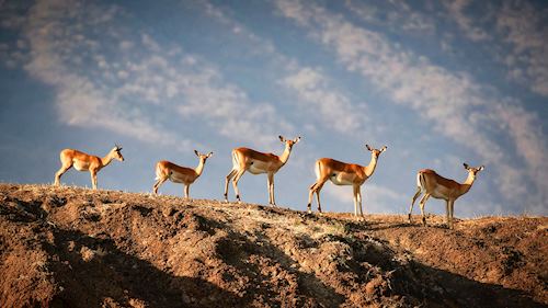 Lower Zambezi National Park, Zambia