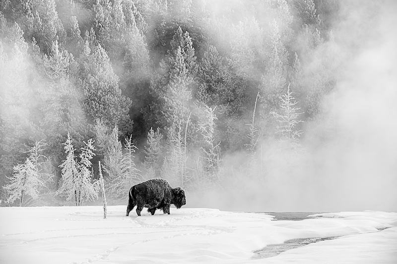 Wildlife | Yellowstone NP, WY, USA | by Nancy Arehart