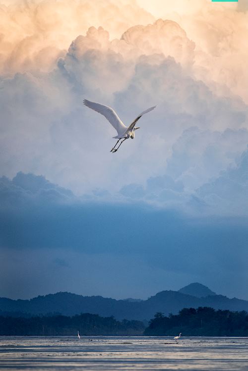 Flight of Fancy - © Harry Skeggs