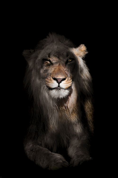 Scar - © Harry Skeggs