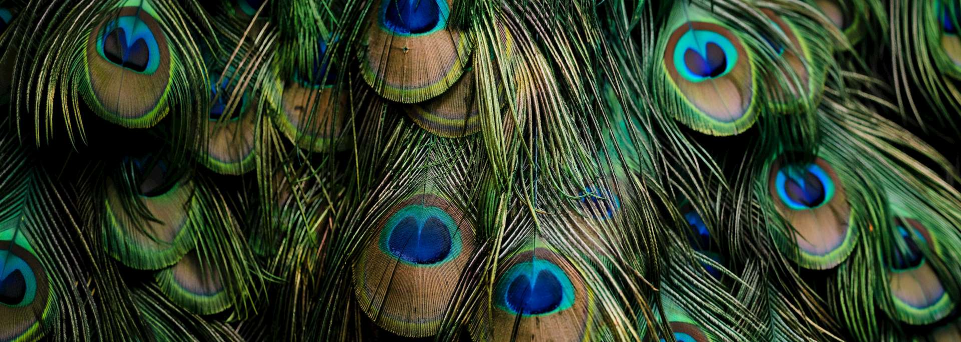 Peacock feathers