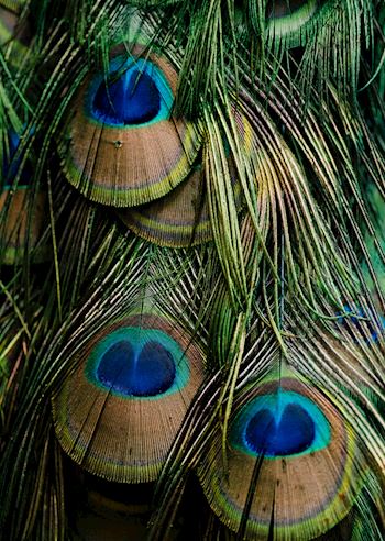 Peacock feathers