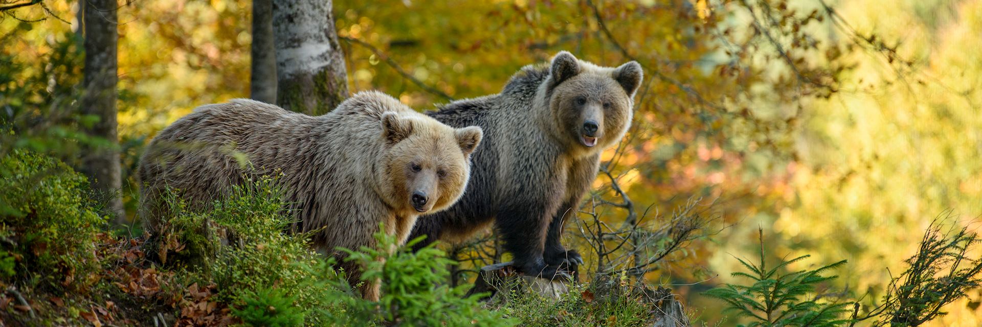 Brown bears