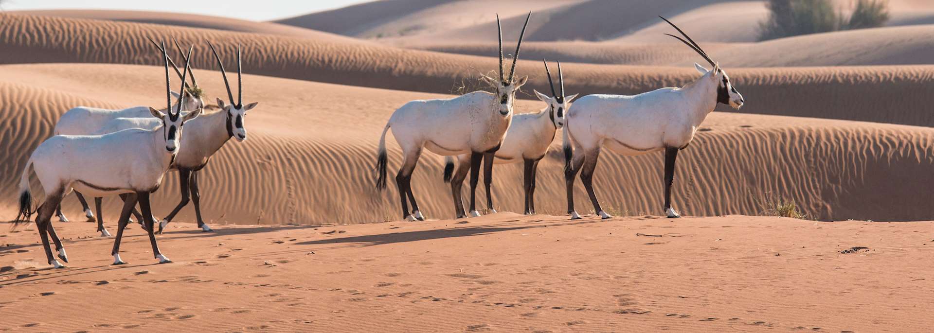 Arabian oryx