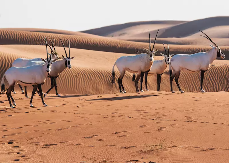 Arabian oryx 