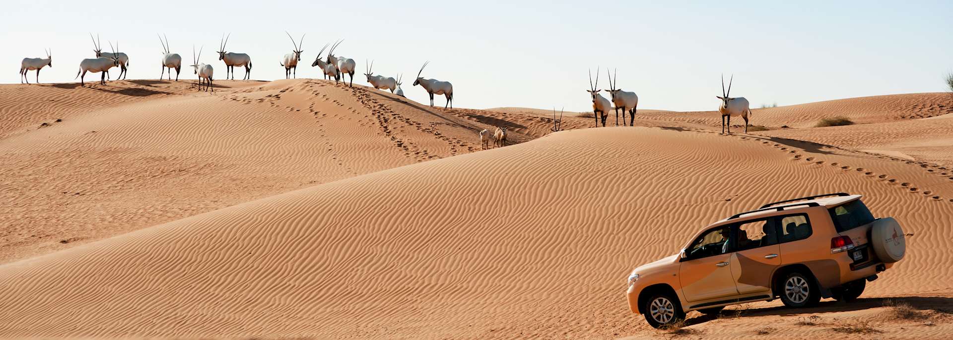 Wildlife drive at Al Maha