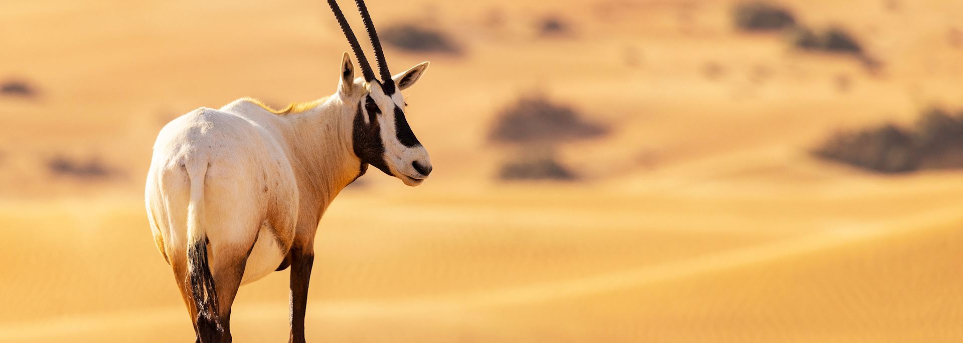Arabian oryx, Dubai