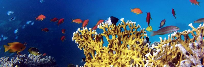 Coral in Eygpt's Red Sea