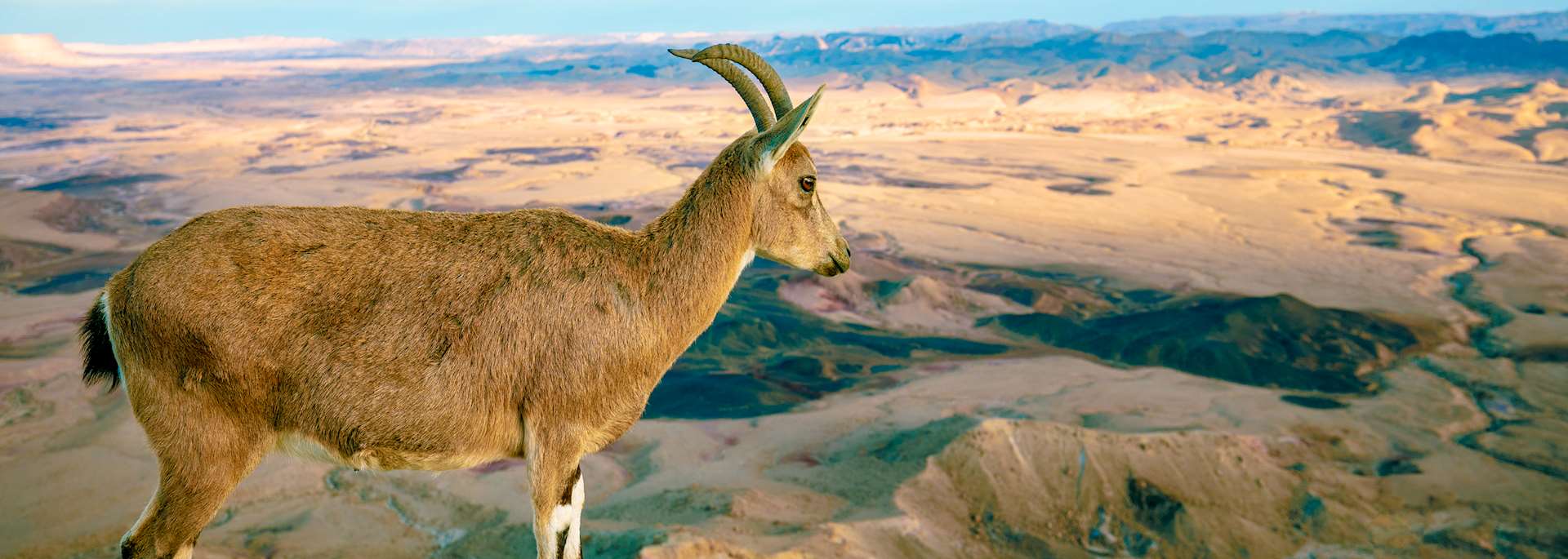 Ibex, Makhtesh Ramon