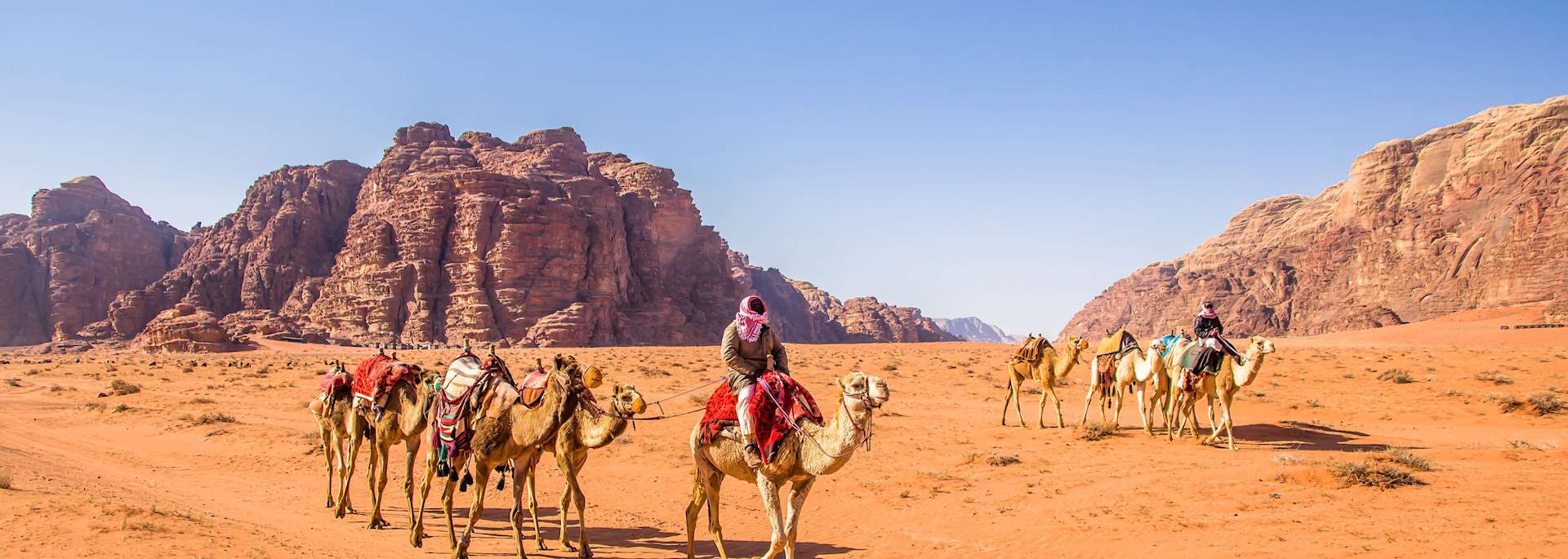 Camels in Wadi Rum