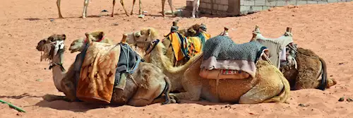 Desert transportation in Jordan
