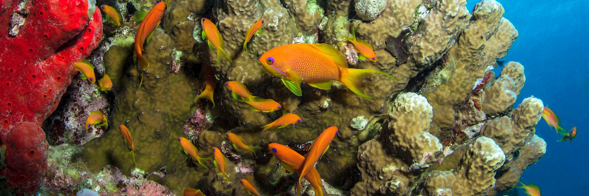 Coral reef, Aqaba, Jordan