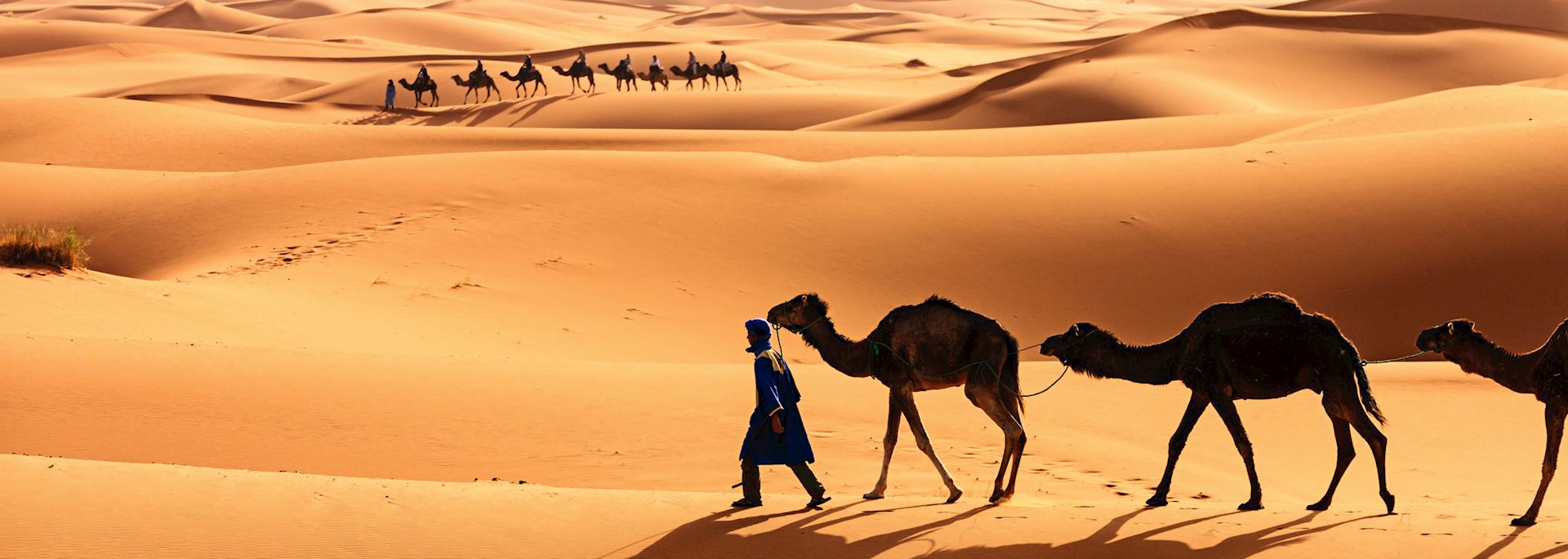 Tuareg camel train in the Western Sahara Desert