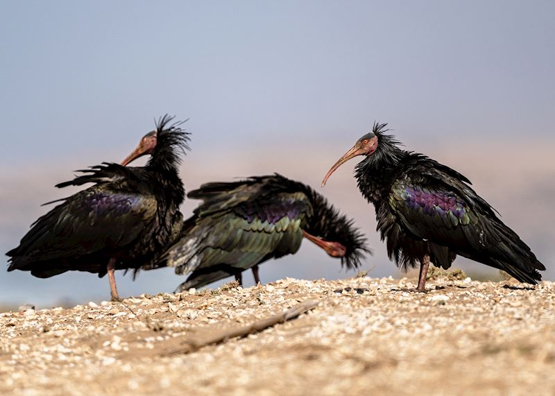 Northern bald ibises, Souss-Massa National Park