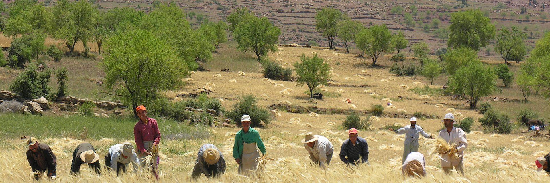 Harvest in the Middle Atlas