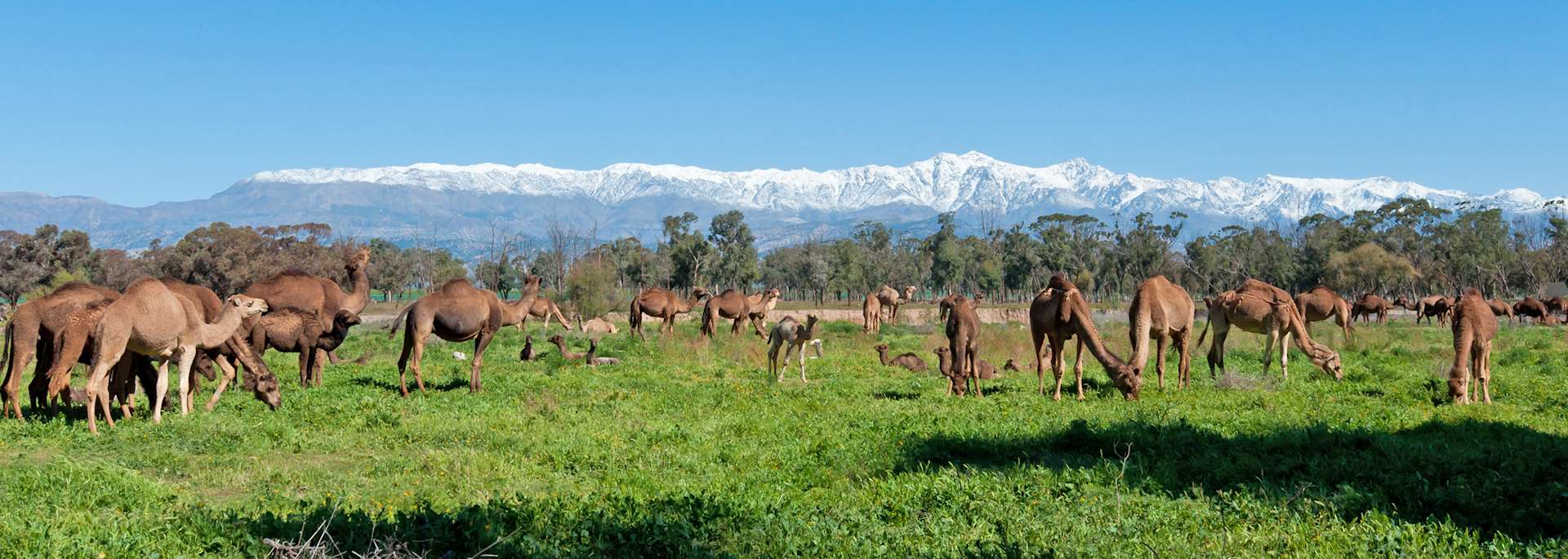 Taroudant