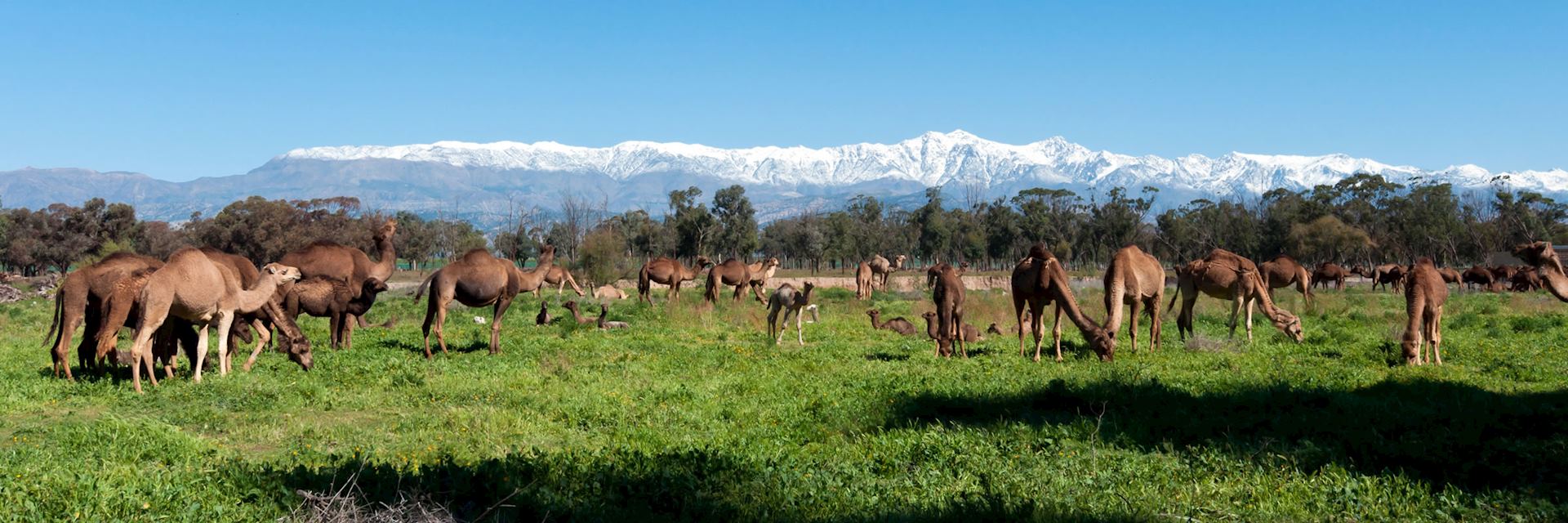 Taroudant