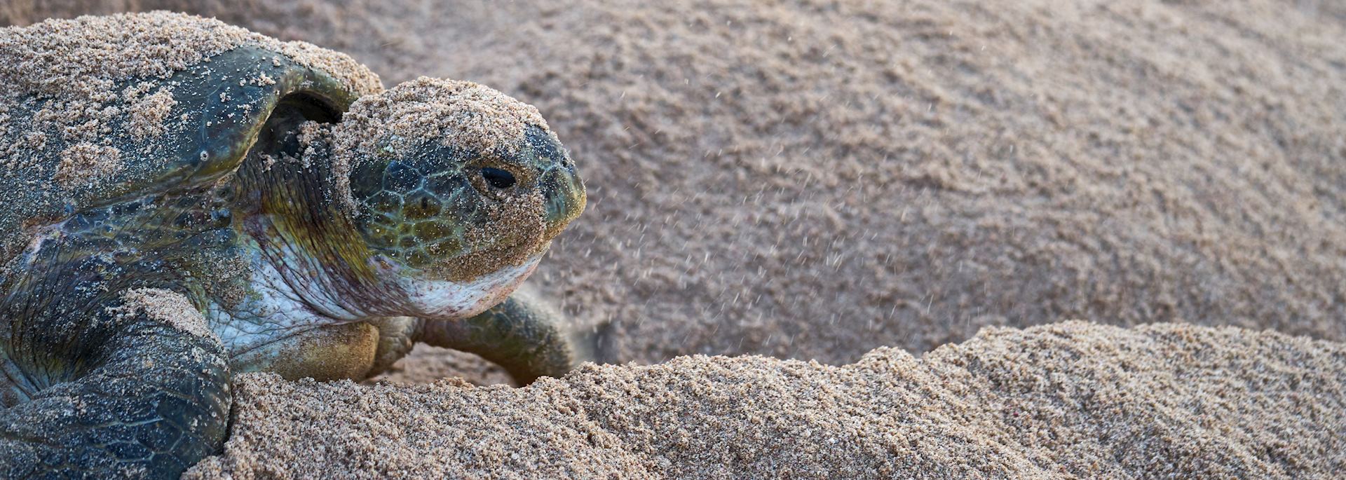 Green turtle, Oman