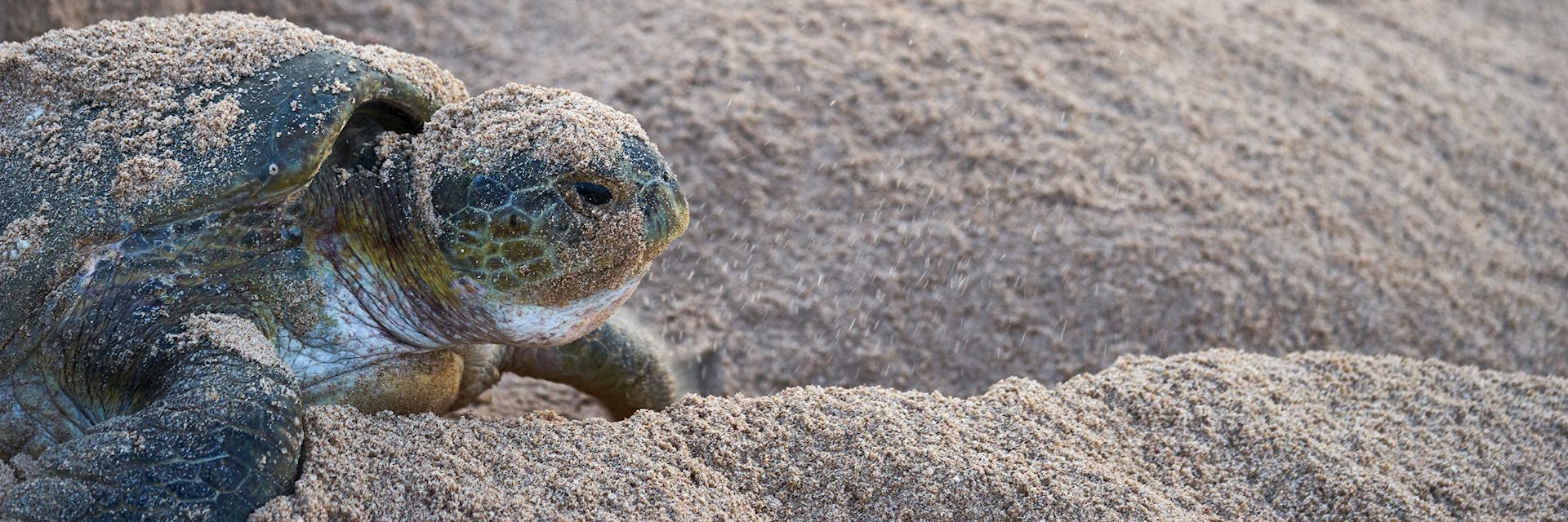 Green turtle, Oman