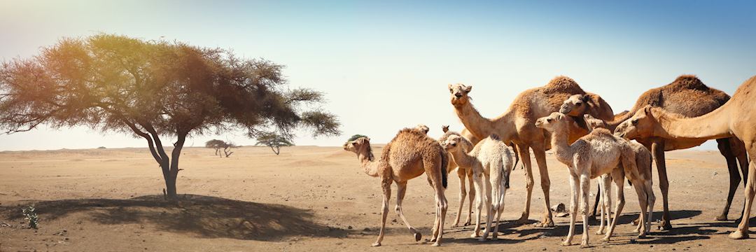 Family Holidays In Oman Travel Guide Audley Travel - 