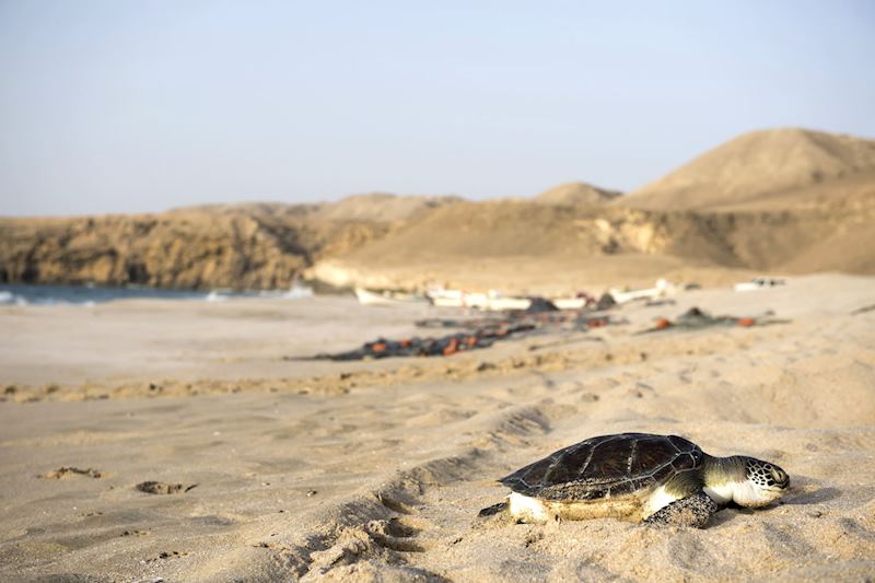 Turtle hatchling, Ras Al Jinz