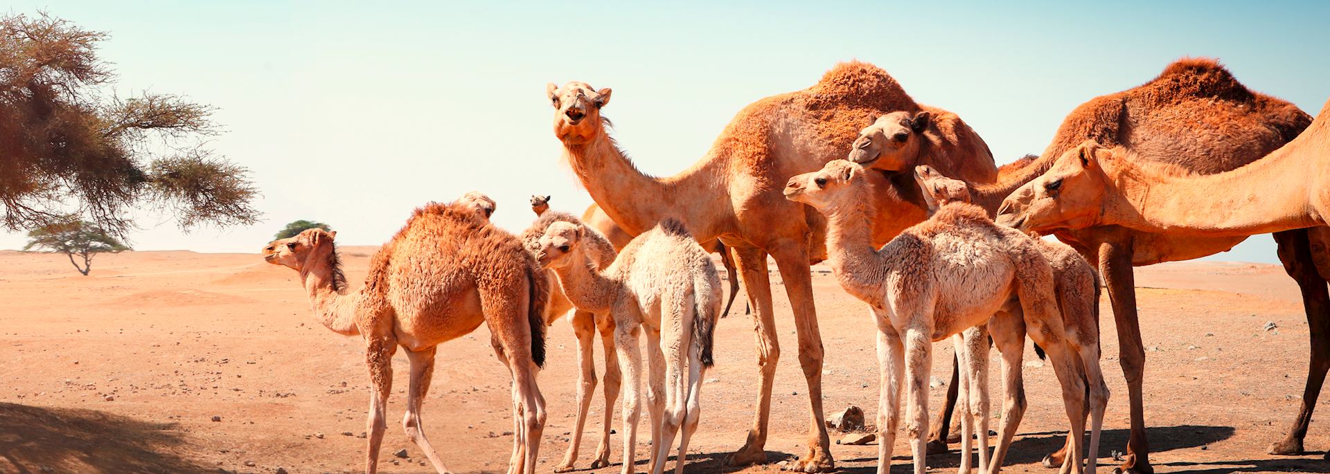 Camels near Salalah