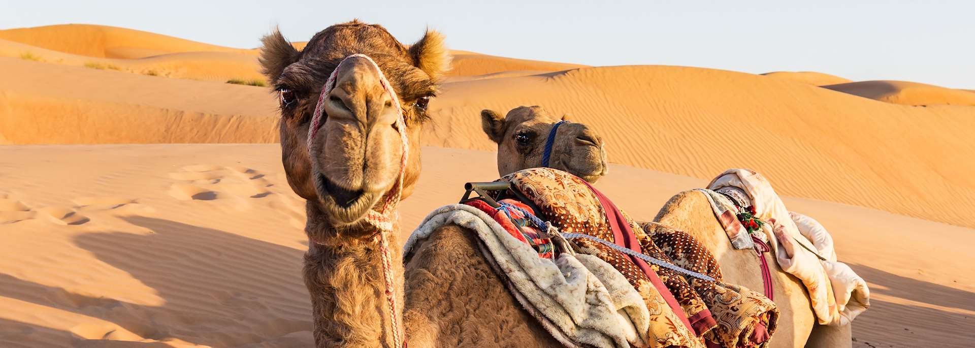 Camels in Wahiba Sands