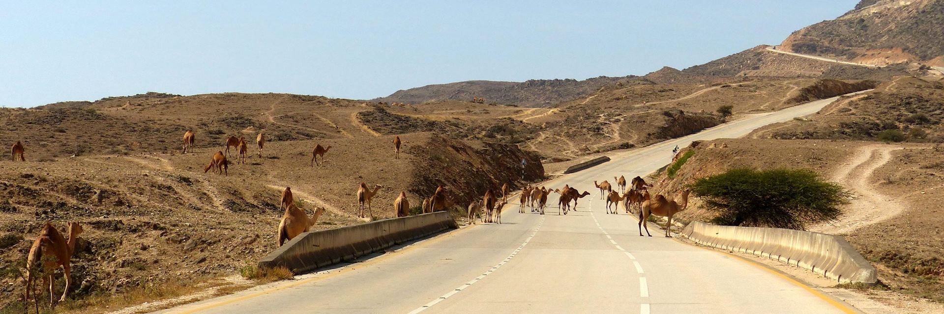 Camels in road in Dhofar, Oman