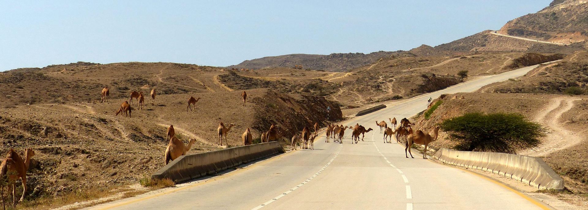 Camels in road in Dhofar, Oman