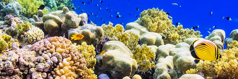 Coral reef, Red Sea