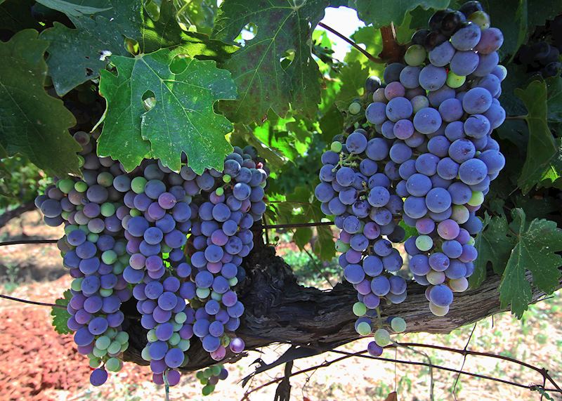 Vineyard, Izmir
