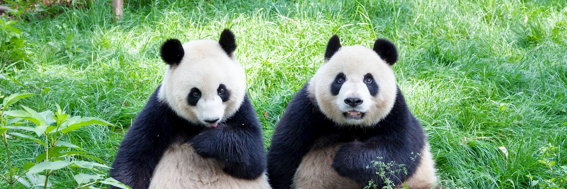Pandas at Chengdu Panda Research Base