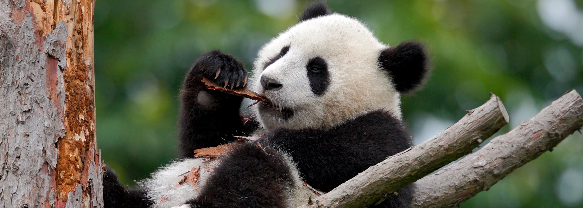 Young giant panda, Chengdu