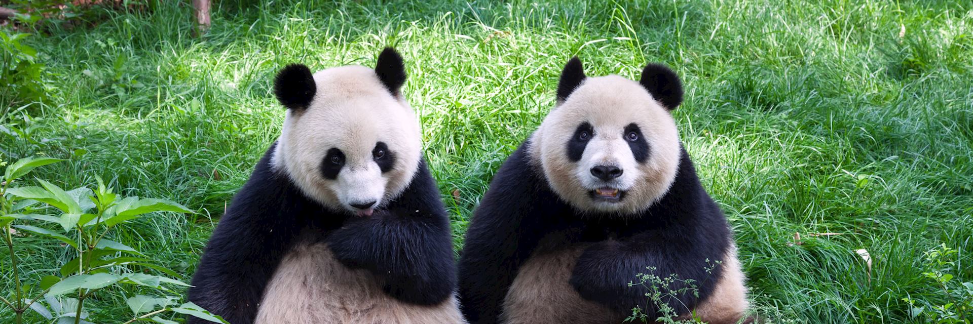 Panda's in Chengdu