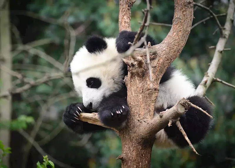 Giant panda cub, Chengdu Panda Base